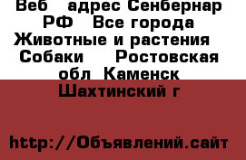 Веб – адрес Сенбернар.РФ - Все города Животные и растения » Собаки   . Ростовская обл.,Каменск-Шахтинский г.